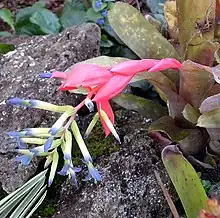 水塔花属（Billbergia）的花朵