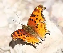沙土鉤蛺蝶Polygonia satyrus