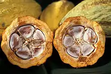 可可果Cacao