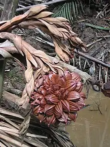水椰子Nipa palm