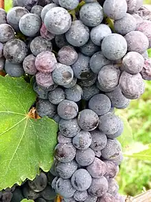 「內比奧羅」'Nebbiolo' Grape