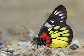吸水