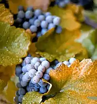 美洲葡萄Fox grape