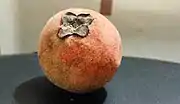 毛柿Velvet apple