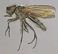 柔厕蝇（Fannia mollissima）
