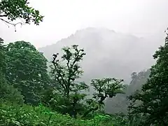 伊朗北方吉蘭省的雨林