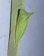 蛹