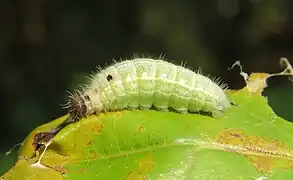 小幼蟲