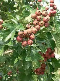 山里紅Big Chinese hawthorn
