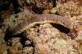 红腹海参（Holothuria edulis）