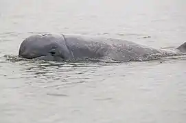 伊河海豚