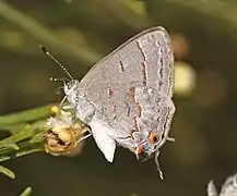 萊迷灰蝶M. leda