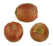 曲葉矛櫚Moriche palm fruit