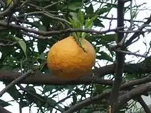 夏蜜柑Natsumikan