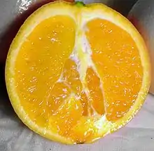 臍橙Navel orange