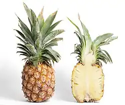 鳳梨Pineapple