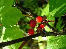 矮茶藨子Northern redcurrant