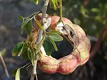 洋酸角Monkeypod