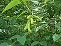貓兒屎屬植物Decaisnea insignis （大约位于海拔2,000（6,600英尺）的位置）
